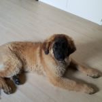 Almo Vigos, Schwarzes  Halsband